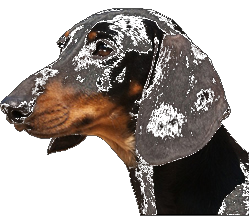 Zwergdackel