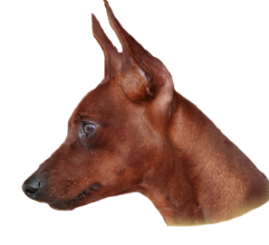 Zwergpinscher